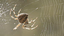 Garden spider (Araenus diadematus) spinning web, West Wales, UK, October.