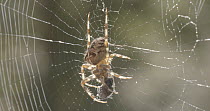 Garden spider (Araenus diadematus) on web with prey, West Wales, UK, October.