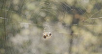 Garden spider (Araenus diadematus) on web, wrapping prey, West Wales, UK, October.