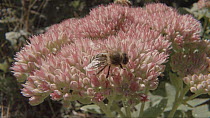 Honeybees (Apis melifera) on Sedum flowers, UK September 2015