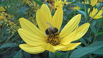 Bumblebee (Bombus) foraging on flower, Ashworth Laboratories, University of Edinburgh, Scotland, UK, August.