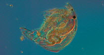 Microscopic freshwater Ostracod crustacean (Cypris) in a freshwater sample from the River Teifi, Wales, UK. October.
