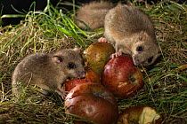 Edible dormice (Glis glis) feeding on apples, Europe. Captive.