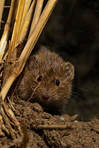 Common vole (Microtus arvalis) in field stubble, Lower Saxony, Germany, August. Captive.