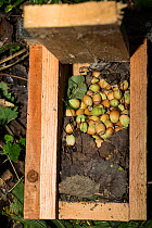 Hazel dormouse (Muscardinus avellanarius) nest box filled with hazel nuts, Harz, Saxony-Anhalt, Germany, September.