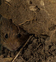 Common vole (Microtus arvalis) in burrow, Lower Saxony, Germany, August. Captive.