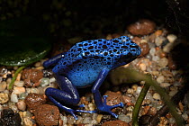 Blue poison dart frog (Dendrobates tinctorius azureus), adult, captive occurs in Suriname and Brazil.