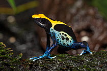 Dyeing dart frog (Dendrobates tinctorius) captive from Brazil.