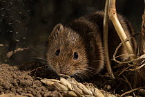 Common vole (Microtus arvalis) in field stubble, Lower Saxony, Germany, captive.