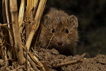 Common vole (Microtus arvalis) in field stubble, Lower Saxony, Germany, captive.