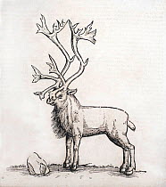 Historical illustration of Reindeer, from woodcut from Icones Animalium by Gesner, 1560.