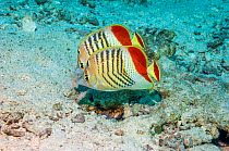 Red Sea Eritrean butterflyfish(Chaetodon paucifasciatus).  Egypt, Red Sea.