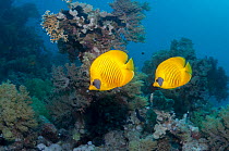 Golden butterflyfish (Chaetodon semilarvatus) two swimming over coral reef.  Egypt, Red Sea.