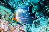 Blue chevron butterflyfish (Chaetodon larvatus).  Egypt, Red Sea.