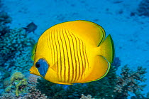 Golden butterflyfish (Chaetodon semilarvatus).  Egypt, Red Sea.  Red Sea endemic.