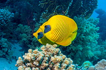 Golden butterflyfish (Chaetodon semilarvatus).  Egypt, Red Sea.  Red Sea endemic.