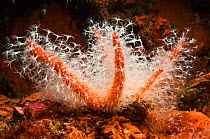 Leather coral (Eleutherobia grayi), close up, Andaman Sea, Thailand.