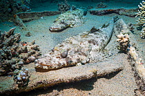 Flatheads (Thysanophrys chiltonae) lying on sandy bottom in wreck.  Egypt, Red Sea.