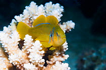 Lemon coralgoby (Gobiodon citrinus) on coral perch.  Egypt, Red Sea.