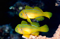 Lemon coralgoby (Gobiodon citrinus) pair on coral perch.  Egypt, Red Sea.