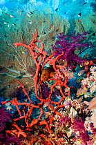 Coral hind (Cephalopholus miniata) sheltering in Red rope sponge (Amphimedon compressa).  Egypt, Red Sea.
