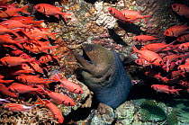 Giant moray (Gymnothorax javanicus) with Red soldierfish (Myripristes berndti) shoal, Egypt, Red Sea.