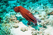 Day octopus (Octopus cyanea) swimming over coral reef.  Egypt, Red Sea.