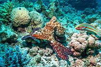 Common day octopus (Octopus cyanea) hunting on coral reef watched by Klunzinger's wrasse (Thalassoma klunzingeri).  Egypt, Red Sea.