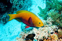 Steepheaded parrotfish (Scarus gibbus).  Egypt, Red Sea.