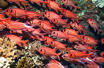 Red soldierfish (Myripristis murdjan) school on wreck.  Egypt, Red Sea.