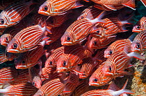 Crown squirrelfish (Sargocentron diadema) shoal, at rest on coral reef.  Egypt, Red Sea.
