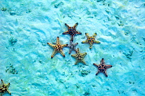 Horned sea star (Protoreaster nodosus ) on sea bed.  Malaysia,  Indo-Pacific.