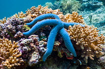 Blue starfish (Linckia laevigata)  Malaysia.