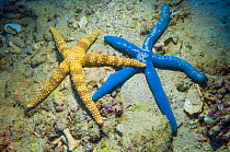 Blue starfish (Linckia laevigata) and Egyptian seastar (Gomophia gomophia).  Malaysia.