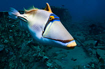 Arabian picassofish (Rhinecanthus assasi).  Egypt, Red Sea.