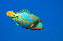 Orangestriped triggerfish (Balistapus undulatus).  Egypt, Red Sea.