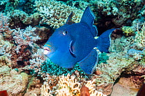 Blue triggerfish (Pseudobalistes fuscus).  Egypt, Red Sea.  Indo-Pacific.