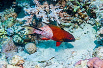 Lyretail hogfish (Bodianus anthioides),  Egypt, Red Sea.