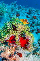 Red Sea anemonefish (Amphiprion bicinctus) with Magnificent anemone (Heteractis magnifica).  Egypt, Red Sea.