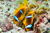 Red Sea anemonefish (Amphiprion bicinctus) male and female preparing coral rock surface for spawning.  Egypt, Red Sea.
