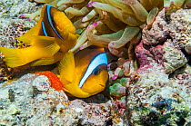 Red Sea anemonefish (Amphiprion bicinctus) female laying eggs with the male close behind to fertilize them,  at base of Magnificent anemone (Heteractis magnifica).  Egypt, Red Sea.