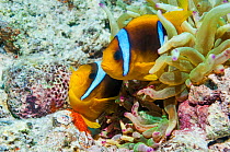 Red Sea anemonefish (Amphiprion bicinctus) spawning at anemone, Egypt, Red Sea.