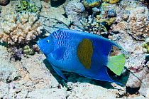 Yellowbar angelfish (Pomacanthus maculosus) swimming over rocky reef, Egypt, Red Sea.