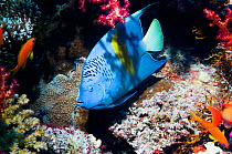 Yellowbar angelfish (Pomacanthus maculosus) Egypt, Red Sea.