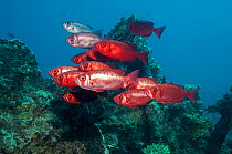 Big-eye fish (Priacanthus hamrur).  Egypt, Red Sea.