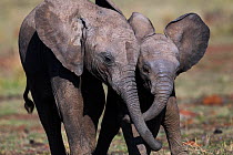 Elephant (Loxodonta africana) calves playing together . Maasai Mara National Reserve, Kenya. December