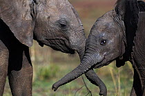 Elephant (Loxodonta africana) calves playing together, Maasai Mara National Reserve, Kenya. December