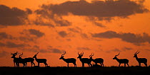 Impala (Aepyceros melampus) silhouetted at sunrise, Maasai Mara National Reserve, Kenya. December