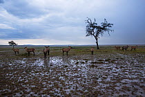 Defassa waterbuck (Kobus ellipsiprymnus defassa). herd standing in the rain, Maasai Mara National Reserve, Kenya. December