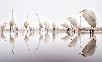 Group of Great egrets (Ardea alba) reflected in still water, with Hooded crows (Corvus cornix), Lake Csaj, Pusztaszer, Hungary. Winner of the Portfolio category of the Terre Sauvage Nature Images Awar...